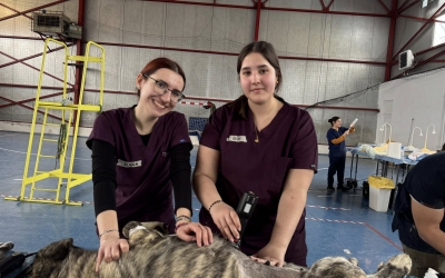 Animal Life începe o nouă campanie de sterilizări gratuite. „Se adresează locuitorilor din județul Sibiu care dețin câini și pisici”