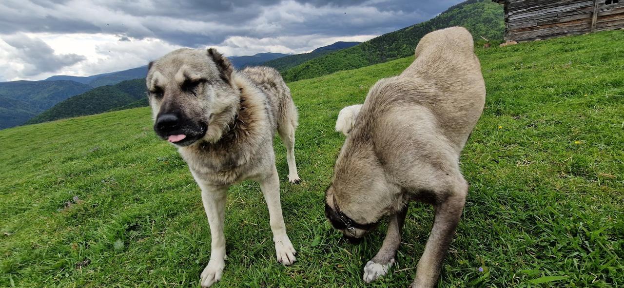 Tânărul atacat de câini, în munți, este internat la Chirurgie Plastică și a depus plângere penală. Poliția Animalelor a urcat astăzi la stână