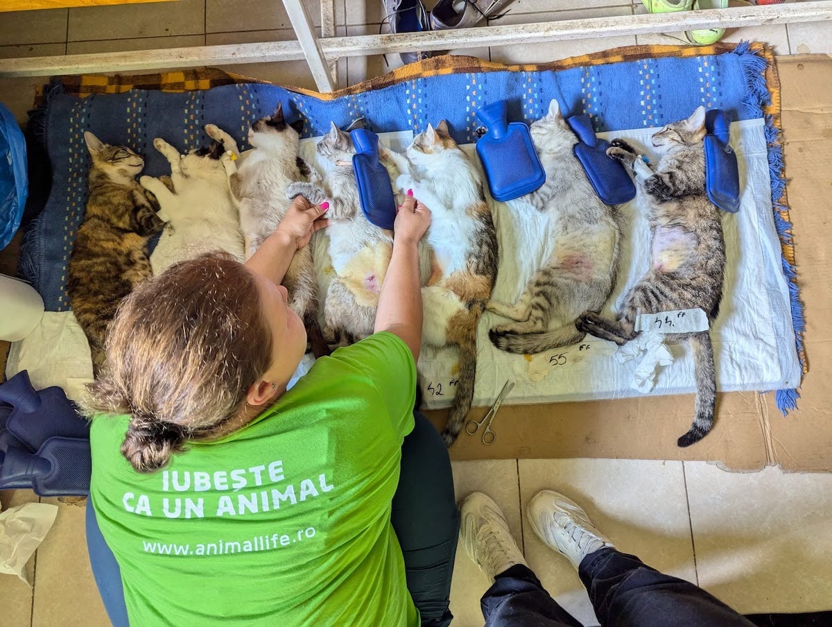 360 de animale sterilizate gratuit de Animal Life, la Rășinari: „De la o campanie la alta, vedem tot mai mulți oameni deschiși și implicați”