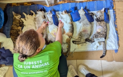360 de animale sterilizate gratuit de Animal Life, la Rășinari: „De la o campanie la alta, vedem tot mai mulți oameni deschiși și implicați”