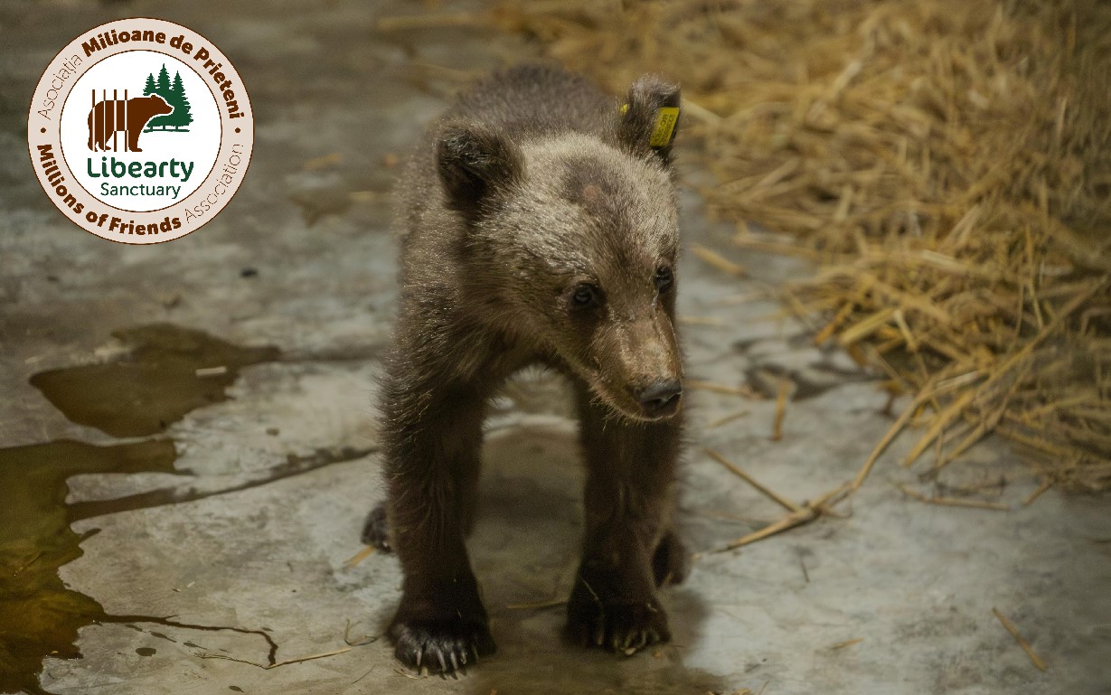 Luci, puiul ursoaicei împușcată pe Transfăgărășan, se recuperează la Brașov. „Interacțiunea cu el este minimă. (...) Se va alătura celorlalți pui orfani”
