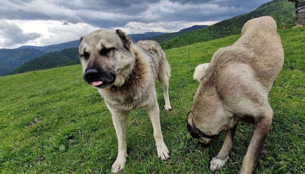 Turistul mușcat de câini în Făgăraș a fost lăsat de izbeliște de cioban. „A alungat câinii și a plecat fără un cuvânt”. Proprietarul oilor: „Mie să îmi arate o poză că au fost câinii mei”