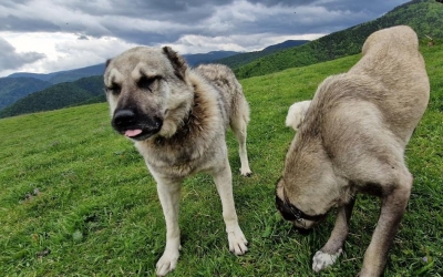 Turistul mușcat de câini în Făgăraș a fost lăsat de izbeliște de cioban. „A alungat câinii și a plecat fără un cuvânt”. Proprietarul oilor: „Mie să îmi arate o poză că au fost câinii mei”