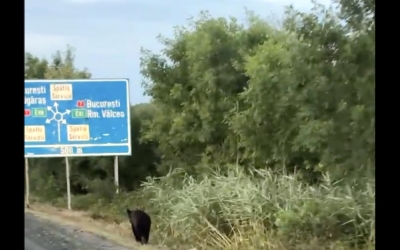 Urs filmat pe marginea DN1, lângă giratoriul de la Veștem. Animalul este crotaliat, posibil să fi fost relocat în zonă