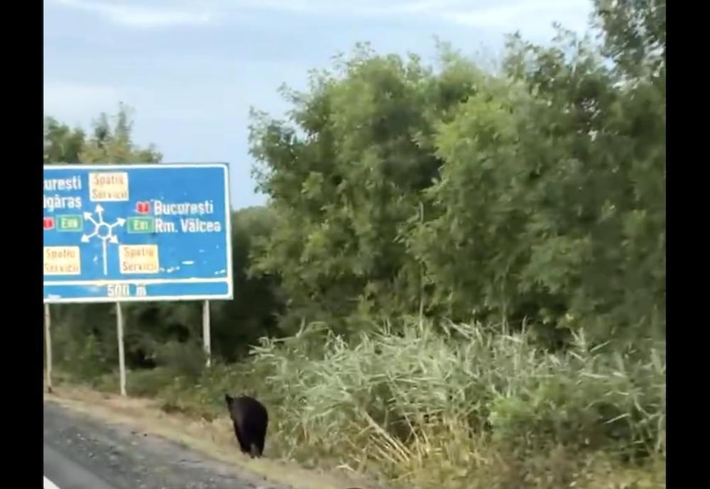 Urs filmat pe marginea DN1, lângă giratoriul de la Veștem. Animalul este crotaliat, posibil să fi fost relocat în zonă