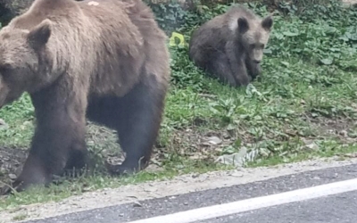 Într-o singură zi: 16 urși văzuți de un turist pe marginea drumului, pe Transfăgărășan. Așteptau să fie hrăniți
