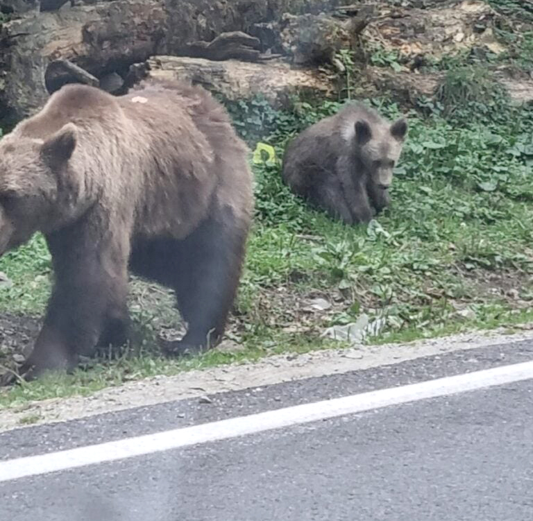 Într-o singură zi: 16 urși văzuți de un turist pe marginea drumului, pe Transfăgărășan. Așteptau să fie hrăniți