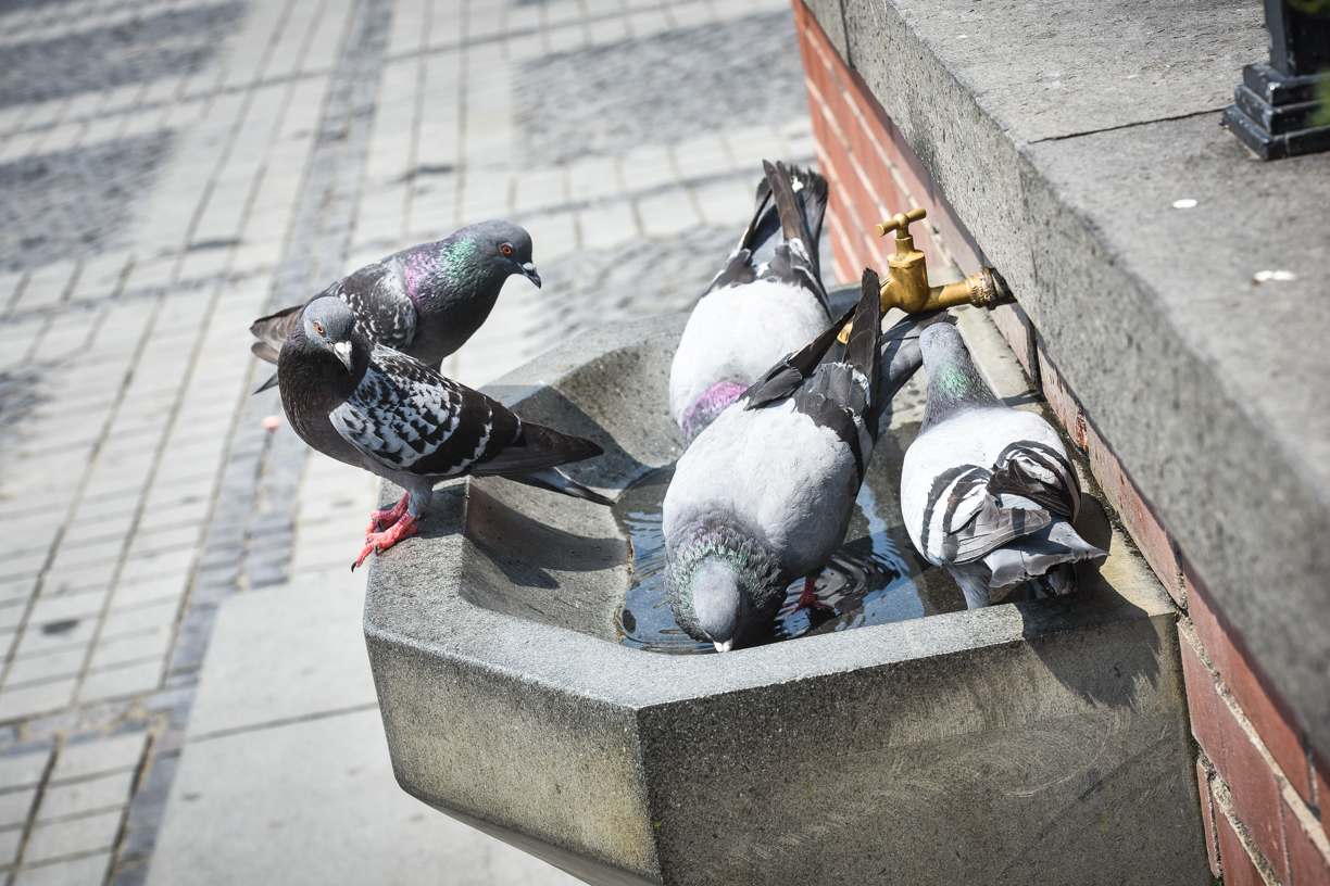 Maximă de 35 de grade Celsius, vineri, în municipiul Sibiu. Aproape 30 de grade și la Păltiniș