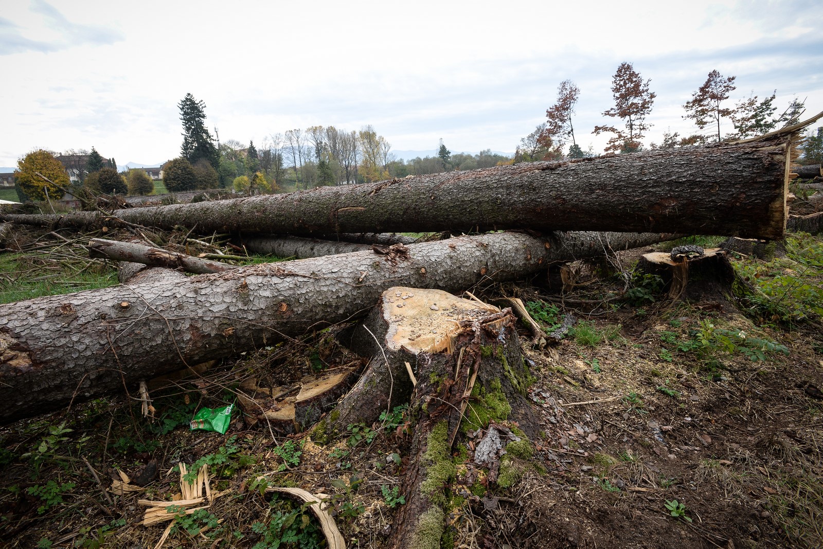 Doi bărbați cercetați penal pentru tăiere ilegală de arbori în zona Avrig