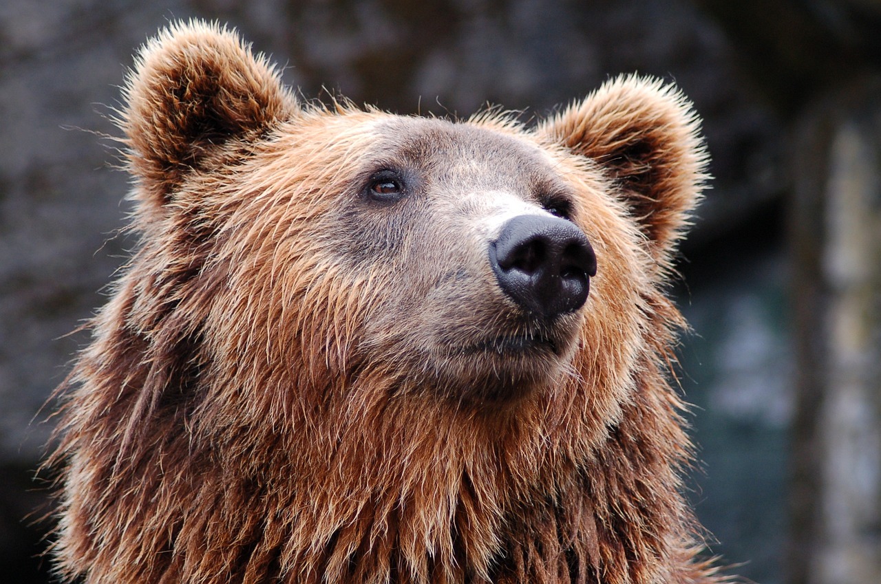 18 urși împușcați anul acesta în județul Sibiu. Pagube de la oi și capre până la mașini