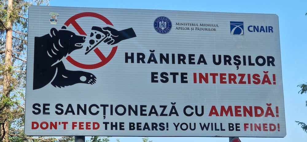 Motociclist atacat și omorât de urs pe Transfăgărășan. Cadavrul a fost târât într-o râpă