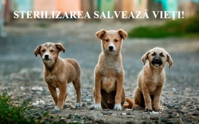Primăria Copșa Mică oferă sterilizare gratuită pentru câinii de rasă comună