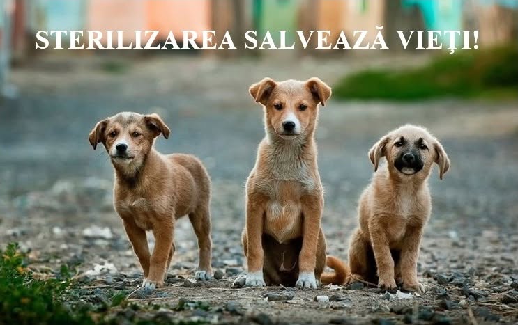 Primăria Copșa Mică oferă sterilizare gratuită pentru câinii de rasă comună