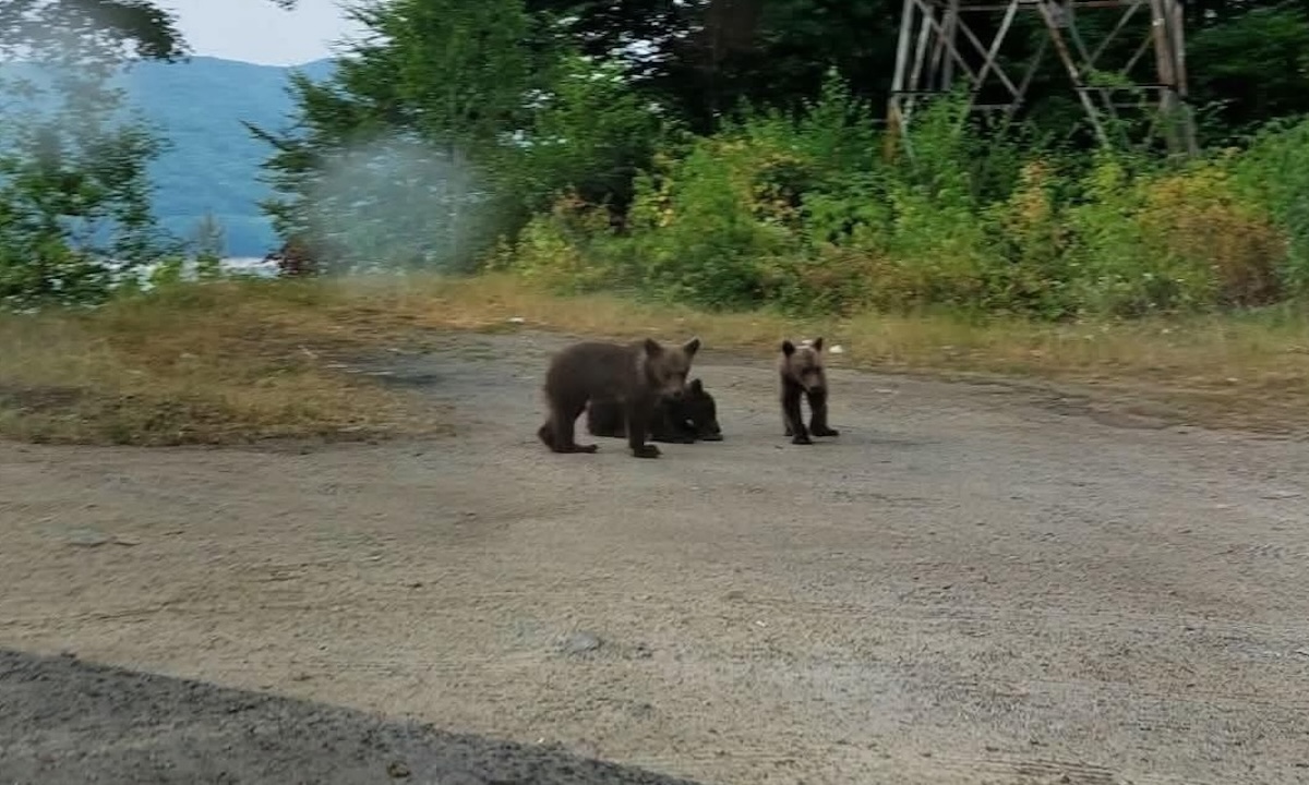 Sanctuarul Libearty de la Zărnești: Cei trei ursuleți nu au ajuns la noi. ”Este extrem de important să fie găsiți cât mai curând”
