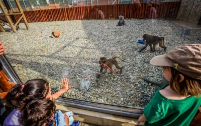 Se scumpesc biletele la Zoo, din octombrie: 10 lei pentru copii, 20 de lei pentru adulți