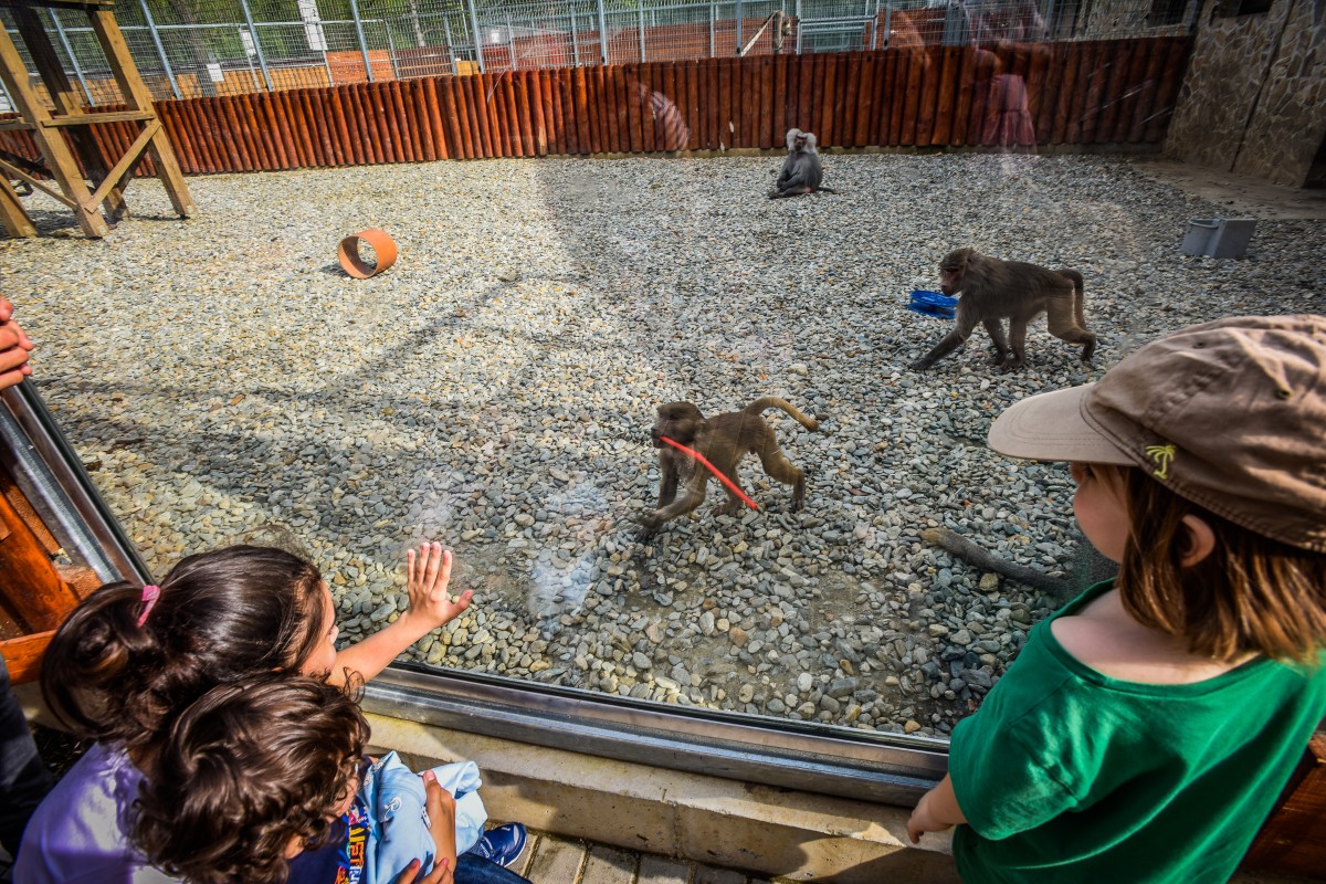 Se scumpesc biletele la Zoo, din octombrie: 10 lei pentru copii, 20 de lei pentru adulți