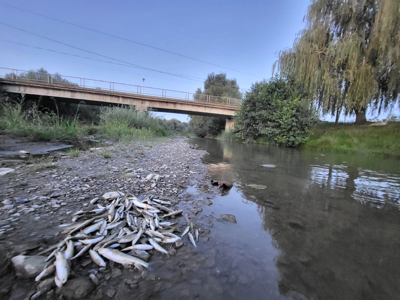 Pești morți în râul Avrig din cauza deversării unor cantități de beton din șantierul autostrăzii către Făgăraș. „Poluatorul cred că va răspunde pozitiv”