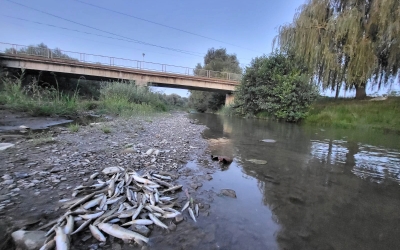 Pești morți în râul Avrig din cauza deversării unor cantități de beton din șantierul autostrăzii către Făgăraș. „Poluatorul cred că va răspunde pozitiv”