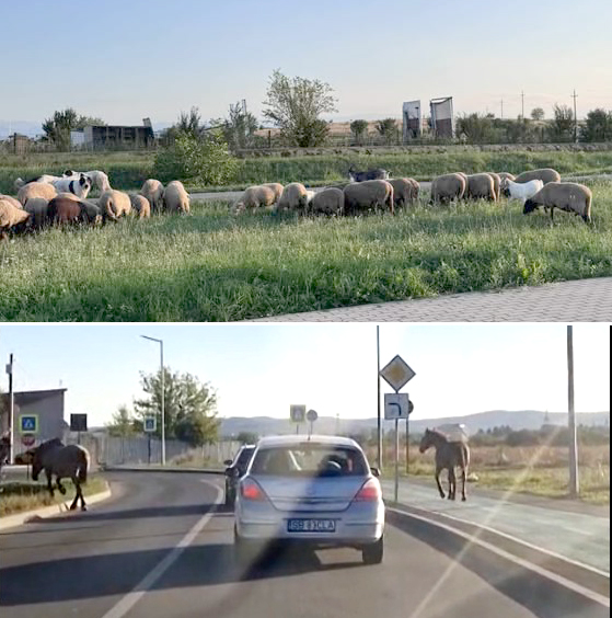 Sibiu, sat frumos! Cai la plimbare pe pista de biciclete din Câmpșor, oi la păscut printre blocuri, pe Calea Șurii Mici