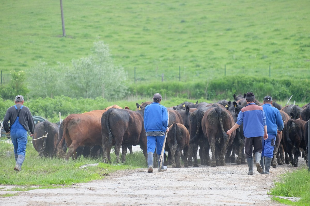 Karpaten Meat (Marpod) exportă 70% din carne. „România este încă furnizor de materie primă pentru alte ţări procesatoare”