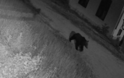 Urs în localitatea Târnava. Localnicii au primit mesaj RO-Alert