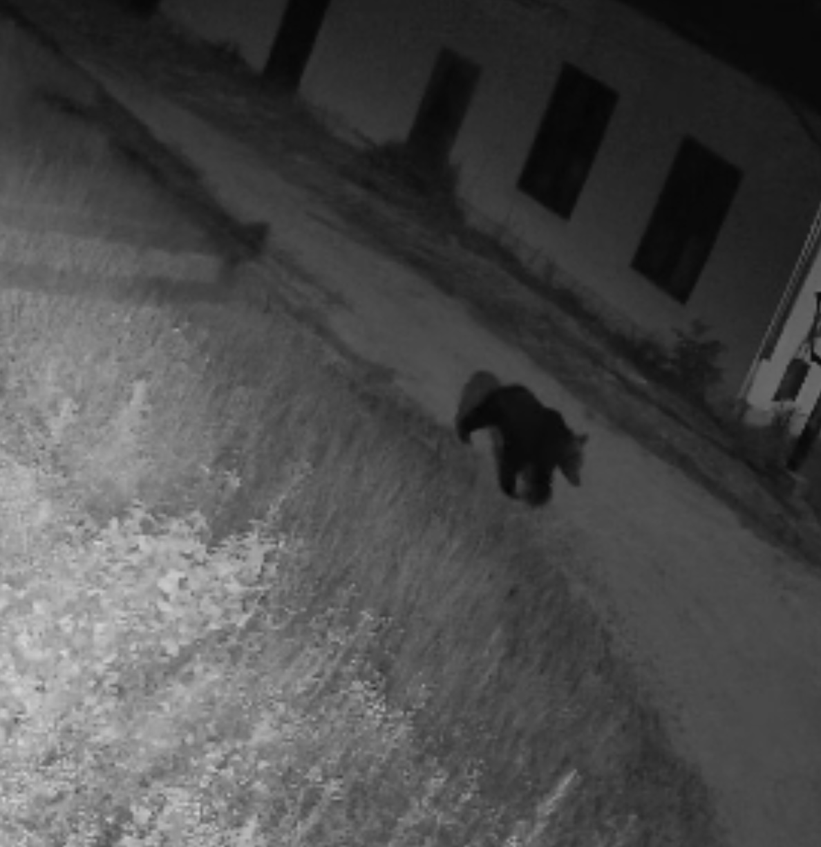 Urs în localitatea Târnava. Localnicii au primit mesaj RO-Alert