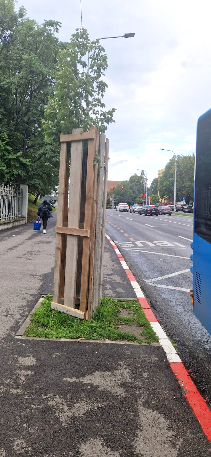 Copacidin Sibiu protejati