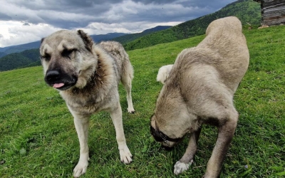Câinii de la stâne atacă tot mai des turiștii.  Salvamont: Sunt un pericol real. Apel către ciobani din partea salvatorilor
