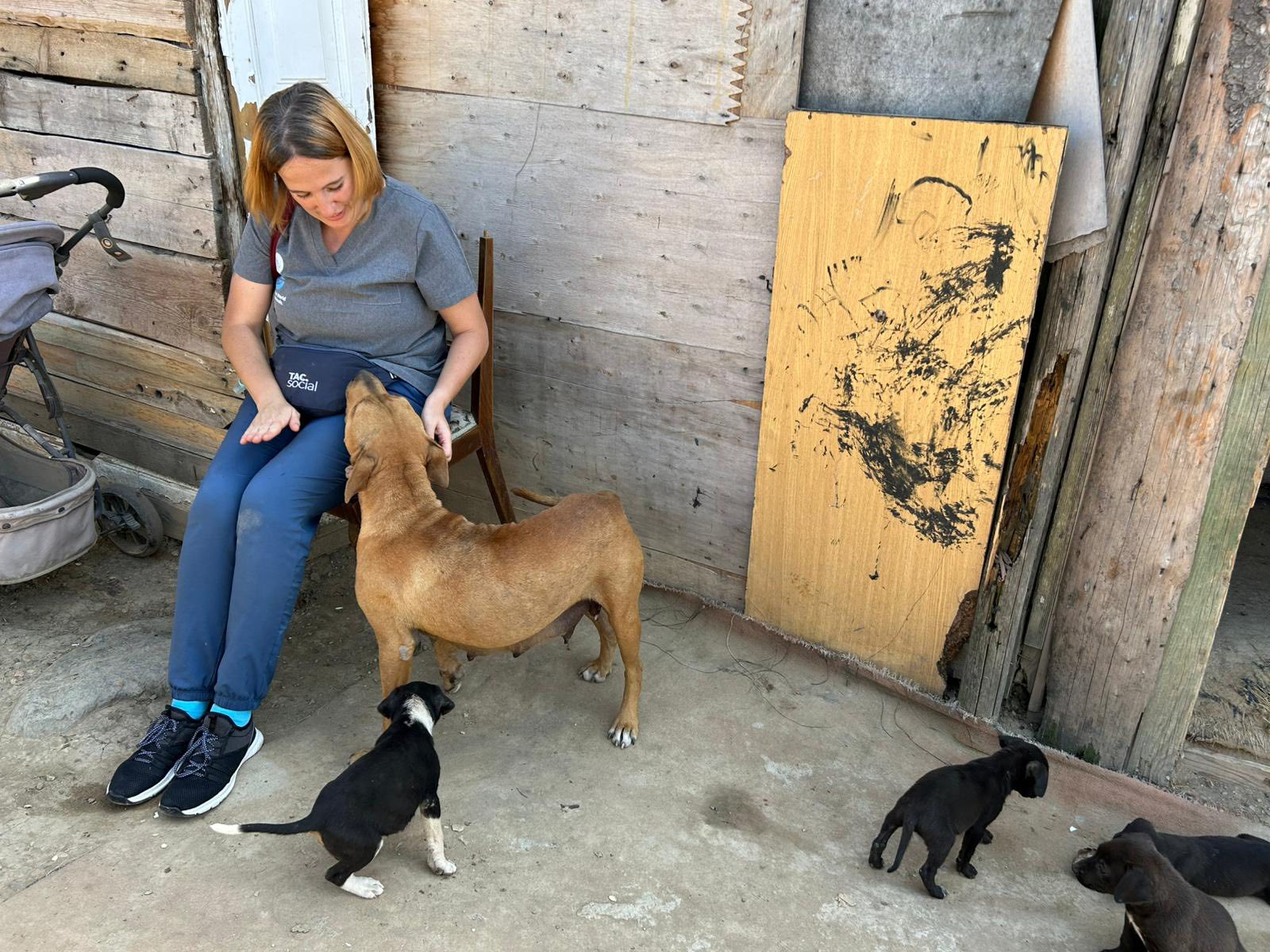 Începe programul veterinar „Gușterița de treabă”: „Vrem să oferim oamenilor nu numai medicina veterinară pe care nu și-ar permite-o vreodată, ci și respectul pe care nu-l găsesc ca cetățeni marginalizați ai Sibiului”