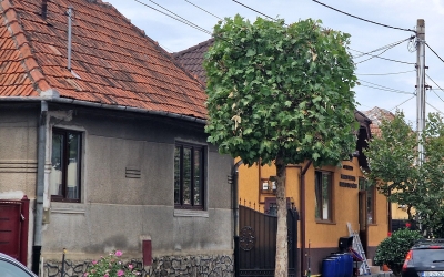 Sibienii a căror stradă este umbrită de copaci dreptunghiulari îi apreciază, dar se plâng de frunze. „Cu teii de dinainte nu aveam așa multe”