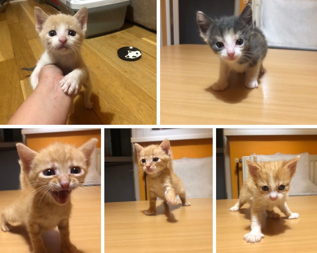 Cinci pui de pisică au fost găsiți abandonați într-o pungă, la gunoi. Doi au fost deja adoptați, iar trei își caută familie. Animal Life: Soarta lor ar fi fost tristă, dacă o persoană cu suflet mare nu ar fi sărit în ajutorul lor
