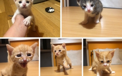 Cinci pui de pisică au fost găsiți abandonați într-o pungă, la gunoi. Doi au fost deja adoptați, iar trei își caută familie. Animal Life: Soarta lor ar fi fost tristă, dacă o persoană cu suflet mare nu ar fi sărit în ajutorul lor