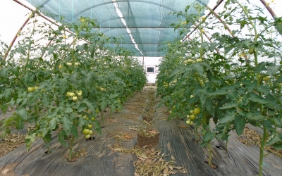 Solariile pentru legume din curți și grădini vor putea fi construite fără autorizație. Proiectul are nevoie de votul din Camera Deputaților