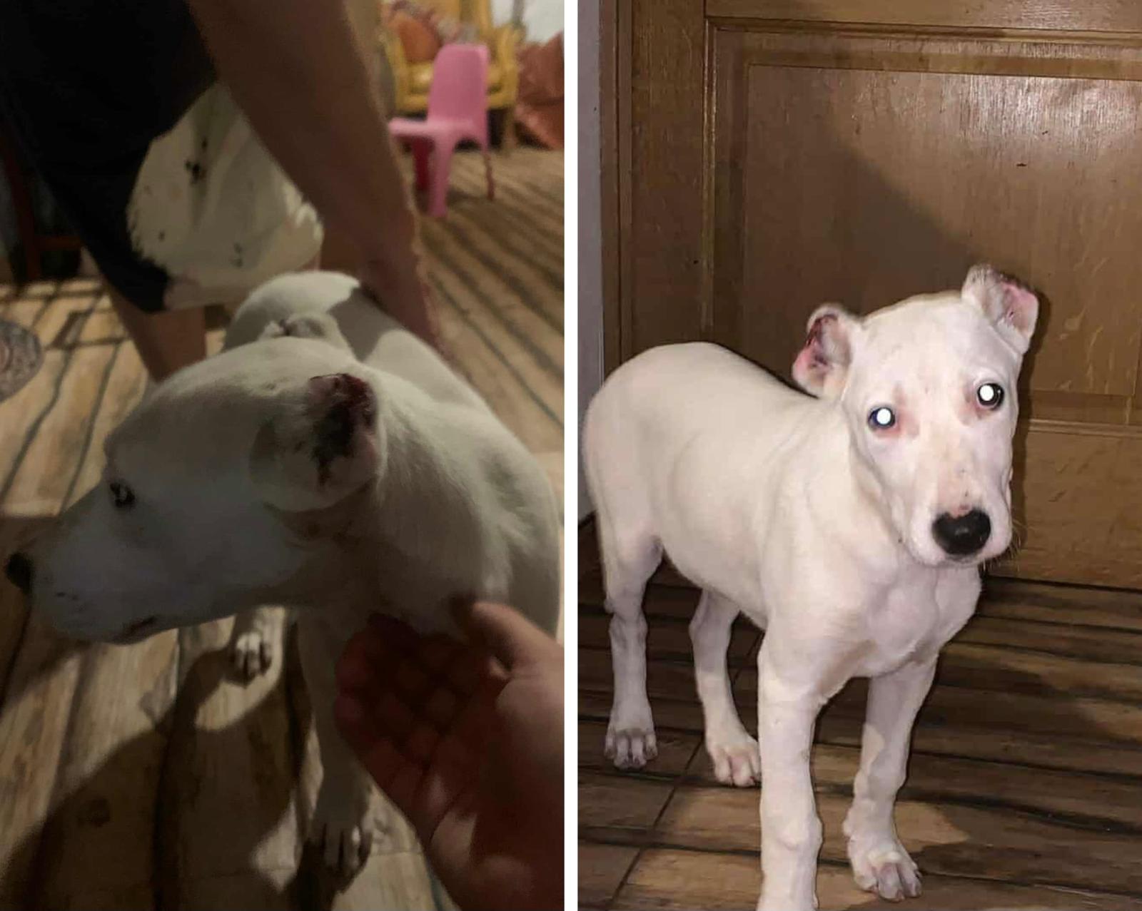 Cățelușă cu urechile mutilate, descoperită legată de picioare de un copac pe malul Cibinului. Poliția Animalelor a demarat o anchetă