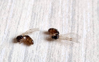 Roiurile de insecte observate în cartierele Sibiului sunt furnici-regină inofensive, care caută să formeze noi colonii