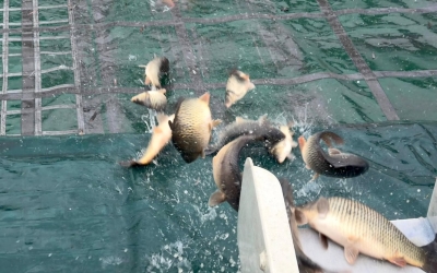 AJVPS Sibiu, populare cu crap pe râul Olt: ”Peștele provine din producția autohtonă”