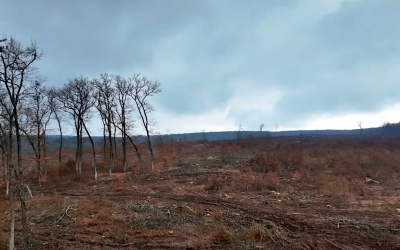 „Jaf în cea mai mare arie protejată din România”, acuză Agent Green, cu filmări din Podișul Hârtibaciului. Șeful Ocolului Silvic Agnita: „Acolo este o tăiere progresivă”