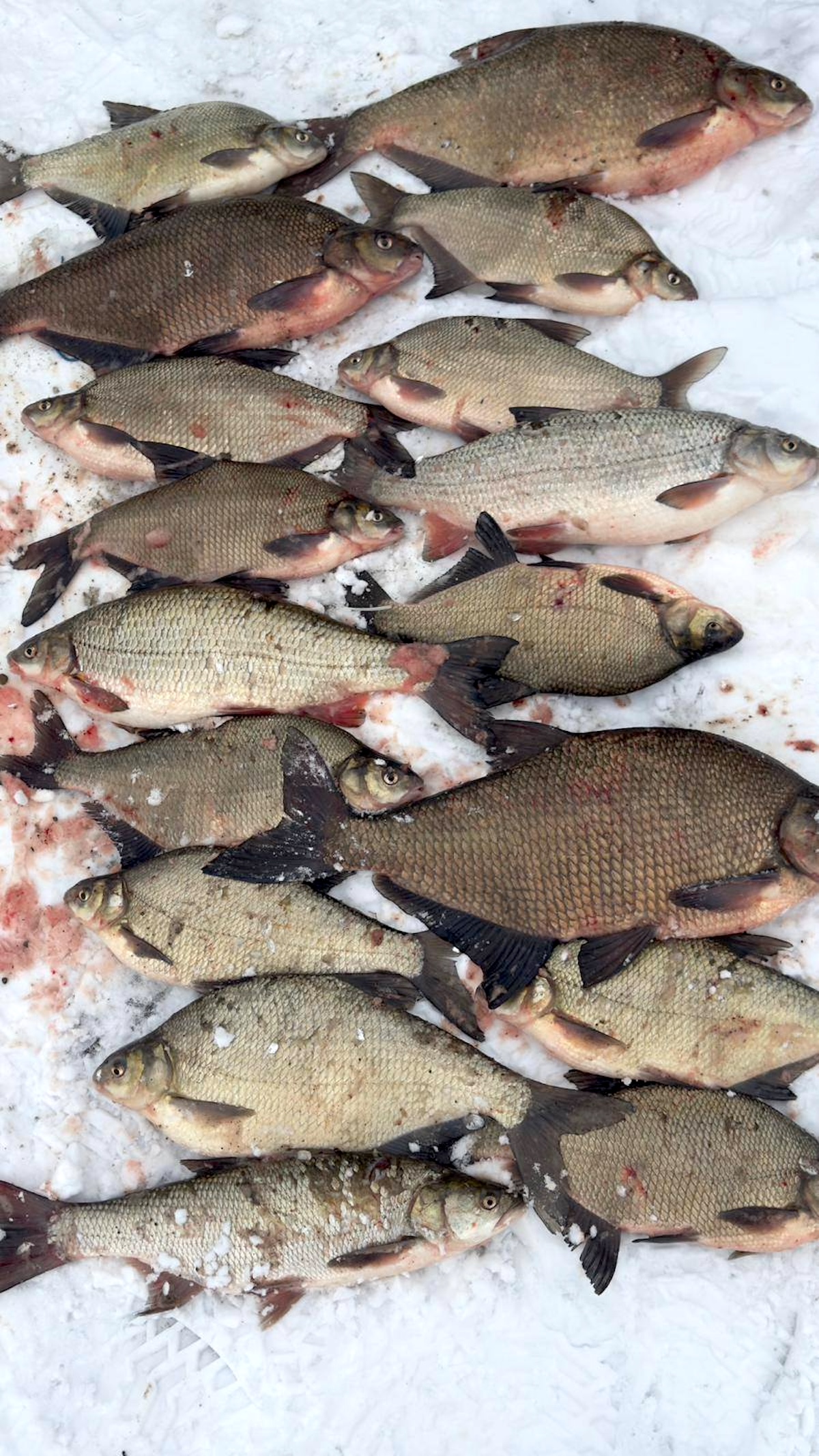 Braconieri prinși pe Olt folosind ”cea mai barbară metodă de capturare”. Peștele confiscat, peste 34 de kg, va fi vândut în Piața Cibin