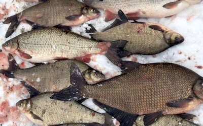 Braconieri prinși pe Olt folosind ”cea mai barbară metodă de capturare”. Peștele confiscat, peste 34 de kg, va fi vândut în Piața Cibin