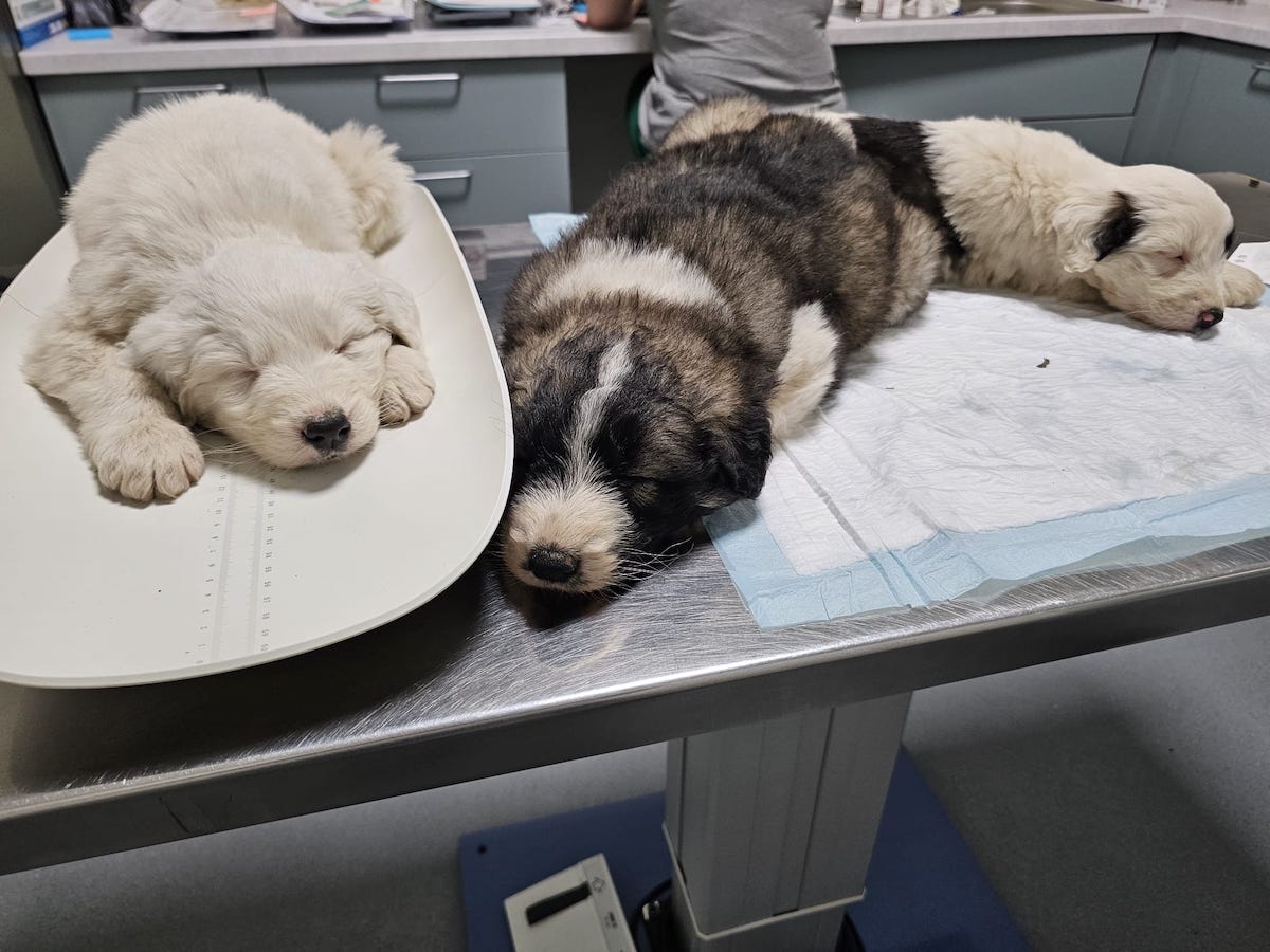 Sute de animale și-au găsit o familie în 2025 cu ajutorul Animal Life. „Dincolo de cifre se află suflete”