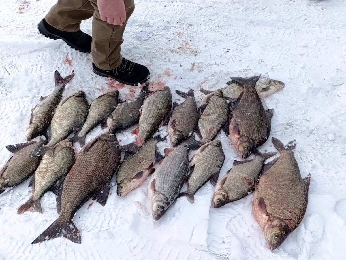 Amenzi totale de 9.000 de lei pentru braconierii prinși pe Olt folosind ”cea mai barbară metodă de capturare”