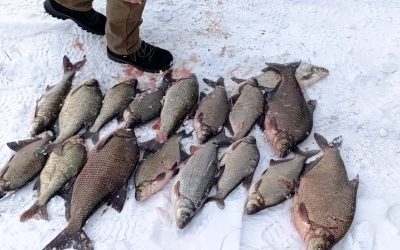 Amenzi totale de 9.000 de lei pentru braconierii prinși pe Olt folosind ”cea mai barbară metodă de capturare”