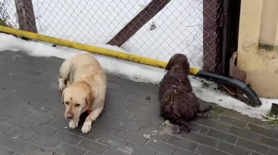 VIDEO Doi câini, accidentați grav în Cristian. Proprietarul lor a refuzat intervenția veterinarilor. Care sunt responsabilitățile atunci când sunt lovite animale pe șosea