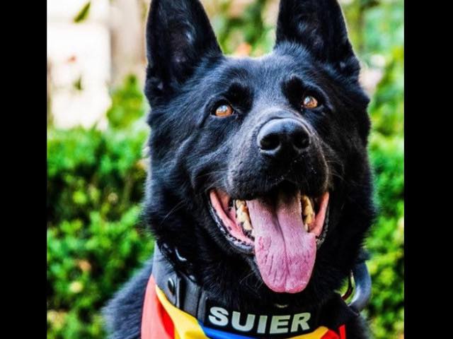 A murit Șuier, emblema Centrului Chinologic Sibiu. Câinele se pensionase în luna martie. ”Nu a fost doar un companion blănos”