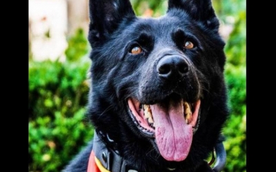 A murit Șuier, emblema Centrului Chinologic Sibiu. Câinele se pensionase în luna martie. ”Nu a fost doar un companion blănos”