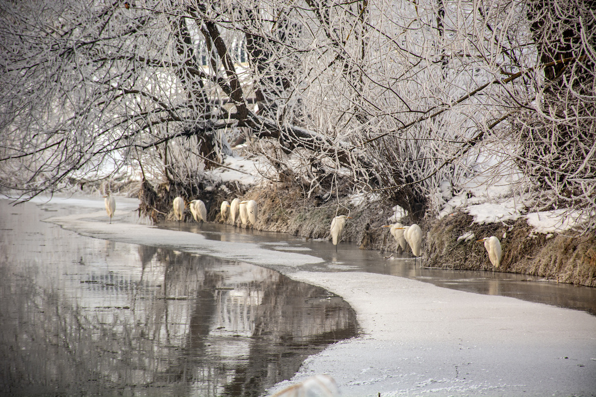 Peste 20 de egrete, surprinse pe Cibin de un sibian pasionat de fotografie: Până acum, nu am văzut niciodată mai mult de patru la un loc