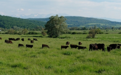 Fondatorul Karpaten Meat, despre acordul UE-Mercosur: „Trebuie analizat nuanțat, fără a crea panică, dar nici fără a ignora riscurile. Poate avea efecte negative în special în sectorul HoReCa”