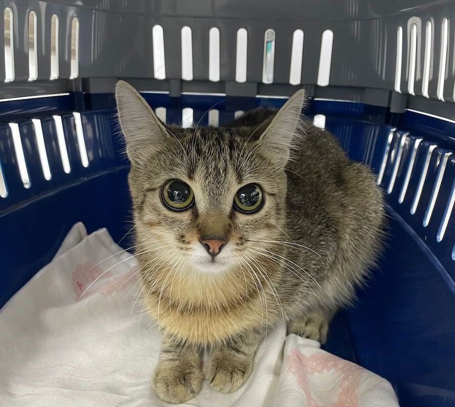 Animal Life Sibiu începe luni o nouă campanie de sterilizări gratuite pentru pisici. Se adresează locuitorilor din județ care dețin pisici de rasă comună