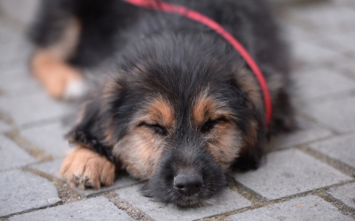 Animal Life Sibiu face apel la sibieni să nu-și lase câinii singuri la plimbare: În fața unei mașini care circulă cu o viteză ridicată, câinele nu va ști să se apere