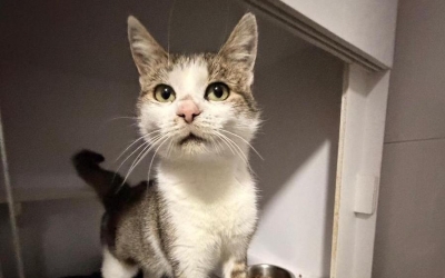 Dora, o pisică abandonată în câmp și salvată de Animal Life, își caută stăpân: Nu acceptă alte pisici, așa că își dorește un cămin unde să fie unică